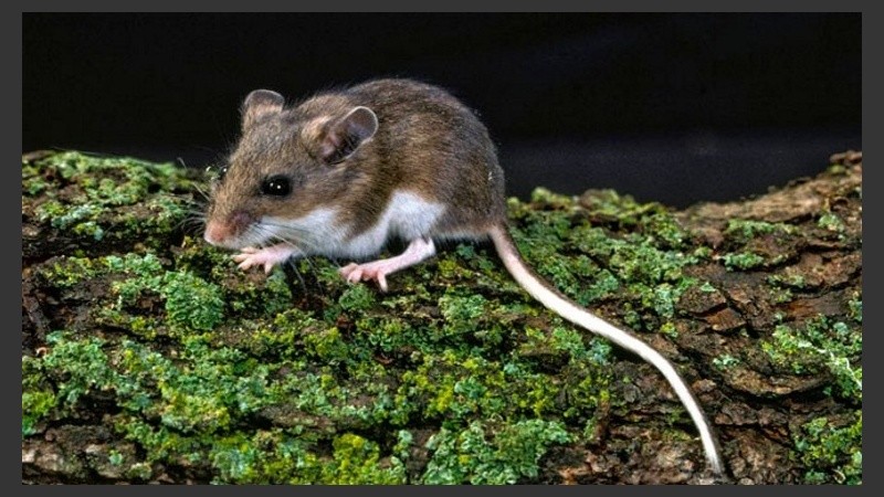 El hantavirus es una enfermedad de origen viral, con alta letalidad, transmitida al ser humano por el ratón colilargo.