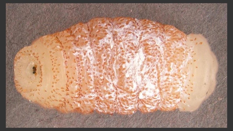 La larva de la familia Cordylobia rodhaini o mosca de Lund.