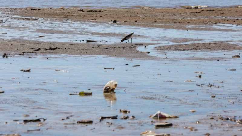 Un pájaro se alimenta de las sobras que encuentra en una playa llena de barro.