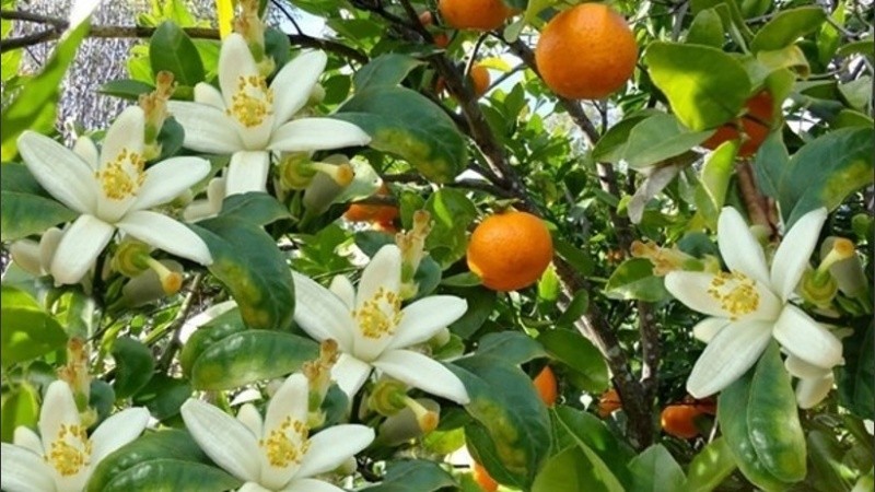 Floridos los naranjos para recibir a la primavera. 