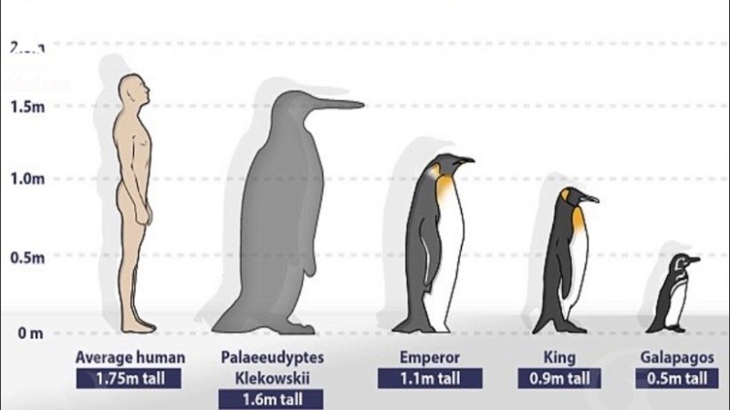 Estos pingüinos gigantes fueron descubiertos por primera vez en 1905.