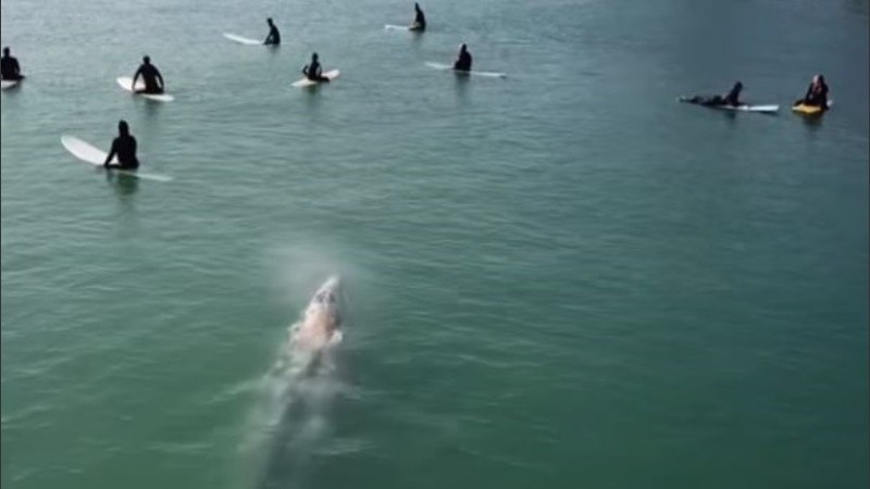 El cetáceo se acercó a gran velocidad hacia el grupo de surfistas.