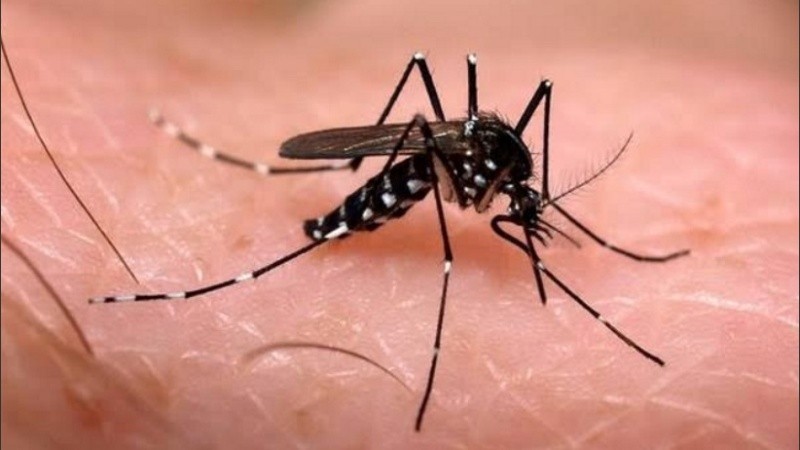 El relevamiento semanal efectuado por Salud reportó en total 25 casos de dengue en el país. 