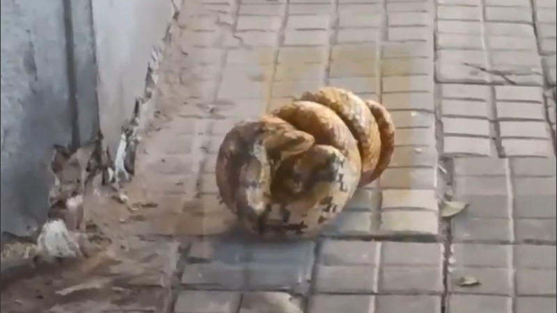 La serpiente se enroscó a modo de defensa, hasta que se la llevaron.