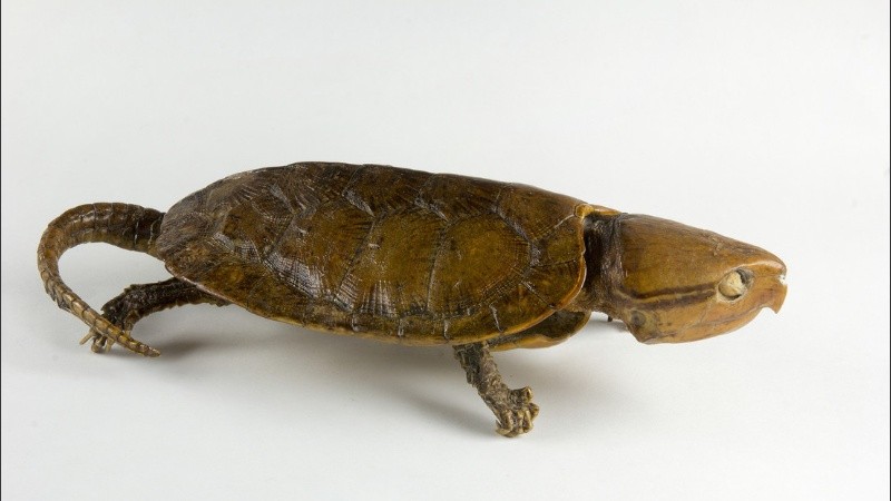 La tortuga cabezona es considerada una especie amenazada.