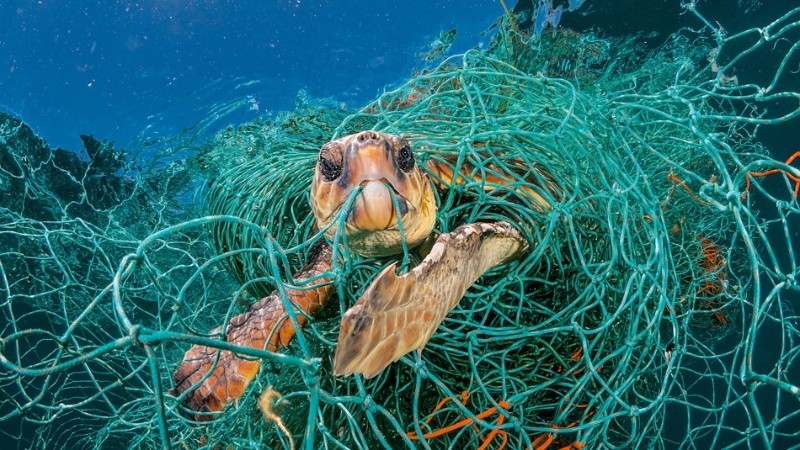 Animales y plásticos: fotos de ejemplos pero en el mar; buscan en el río o en la ciudad.