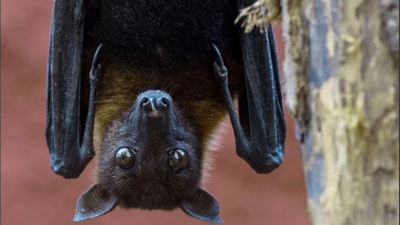 El foco de los estudios se centran en los murciélagos.