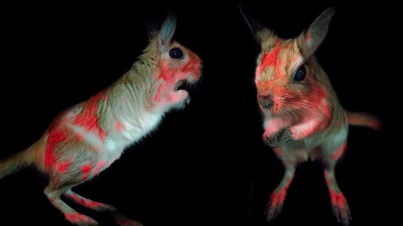 Se desconoce la razón por la que ocurre esa fluorescencia en estos animales.