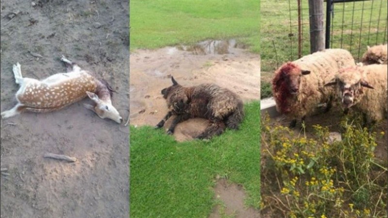 El director del hospital aseguró que lo hizo porque las mascotas se cruzaron el domingo a su propiedad y mataron a varios animales de su campo.