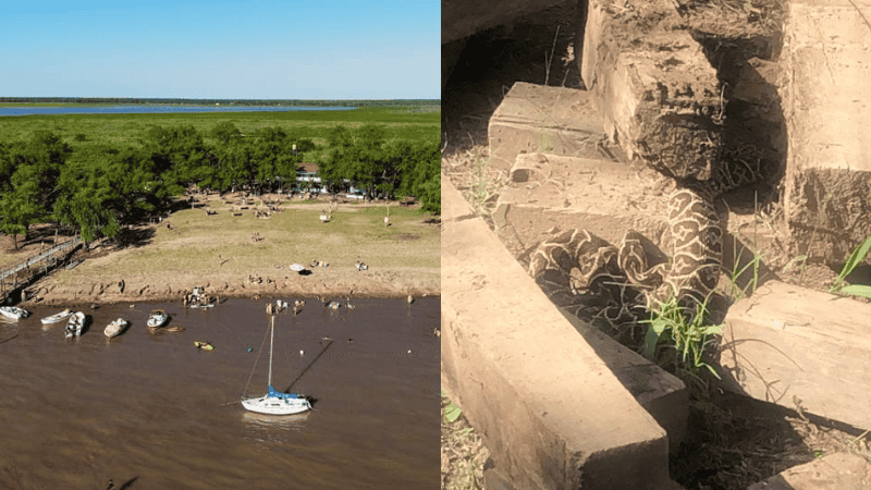 El Complejo El Biguá, de Naútico, cerró este fin de semana por la cantidad de yararás en la zona.