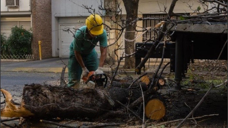 Se sacarán árboles en el área comprendida por Urquiza, Balcarce, Av. Wheelwright y Corrientes.