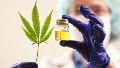 Cannabis medicinal: el Gobierno modificó los requisitos para inscribirse en el Reprocann