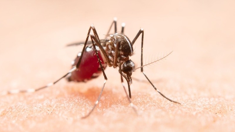 El 90% de los casos de dengue en el país fueron catalogados como autóctonos.