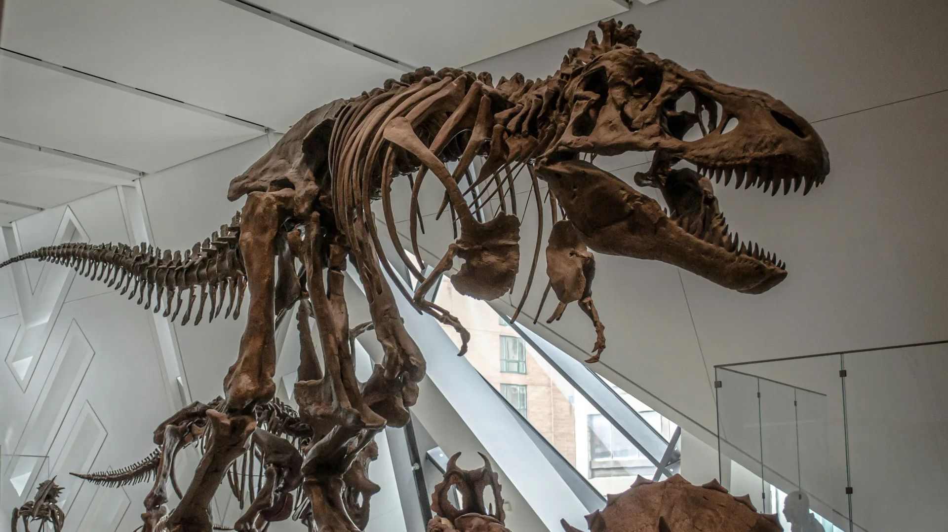 Investigadores del CONICET descubren restos de un titanosaurio que vivió hace 66 millones de años