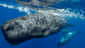Las ballenas hablan en un lenguaje secreto utilizando un "alfabeto de clics"