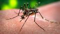 Dengue en Argentina: con una baja de diez semanas seguidas, se registran más de 529 mil contagios