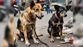 Día Internacional del Perro Callejero: por qué se conmemora el 27 de julio