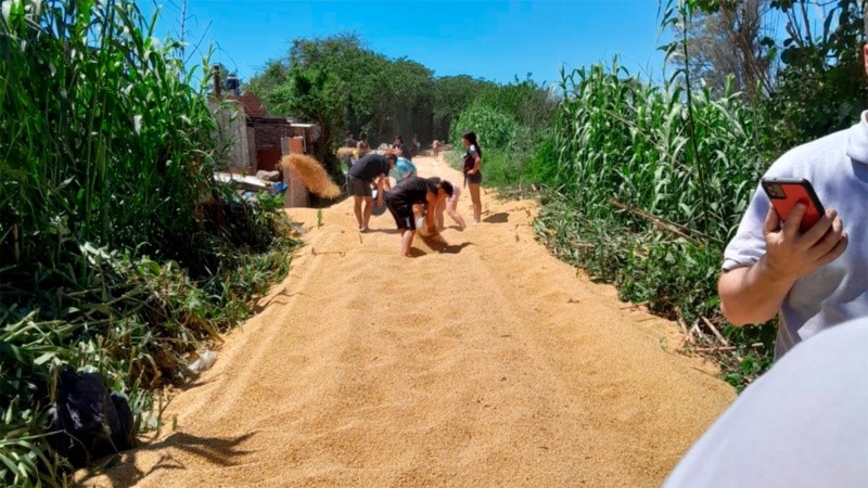 El terreno quedó regado de porotos de soja.