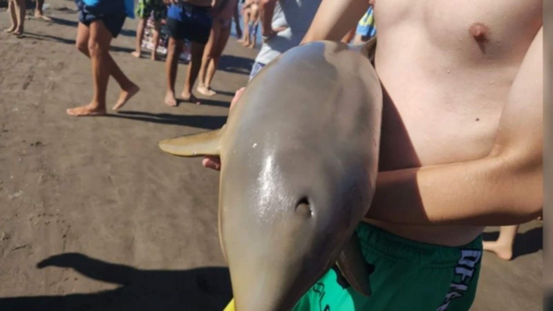 Sacaron al animal del agua para tomarse una foto y murió