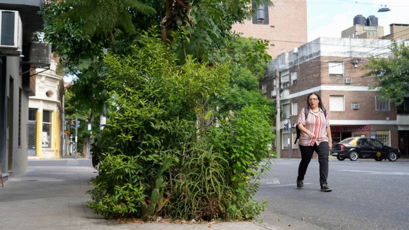 El arbolado urbano es una herramienta imprescindible para combatir las islas de calor.