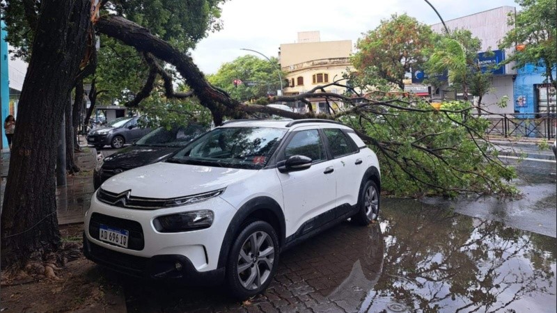 Algunos autos se vieron perjudicados por ramas