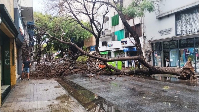 Ramas y árboles caídos, otra postal de la tomenta en Rosario.