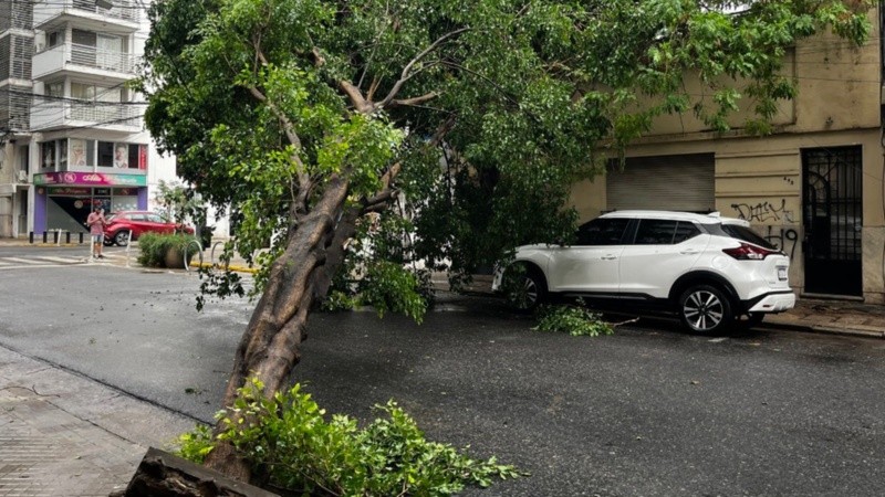 El ficus caído en Urquiza y Balcarce.