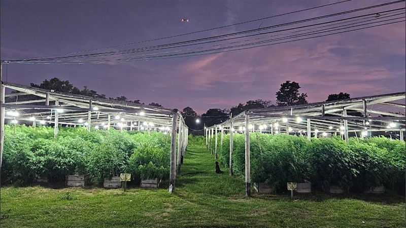 El lugar donde se encontraban las plantaciones.