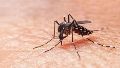 Alertan sobre una enfermedad transmitida por mosquitos que podría estallar y provocar una pandemia