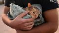 Bomberos rescataron a un gato que cayó en una alcantarilla en la zona oeste