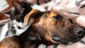 Proponen que el municipio firme acuerdos con veterinarias para garantizar la atención de salud animal las 24 horas