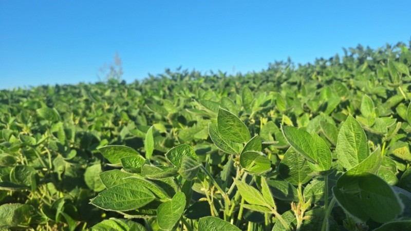 La soja tendrá un aumento de retenciones desde julio.