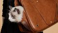 Una cápsula ideal para matchear outfits con las mascotas.