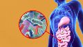 La presencia de esta bacteria es un indicador de buena salud metabólica.