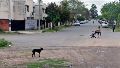 Disparó desde un auto y mató a un joven en Nuevo Alberdi: 15 años para integrante del clan Los Tuercas