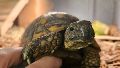 ¿Manuelita sos vos?: una tortuga que escapó en busca de pareja hace casi un año, fue encontrada a kilómetros de distancia