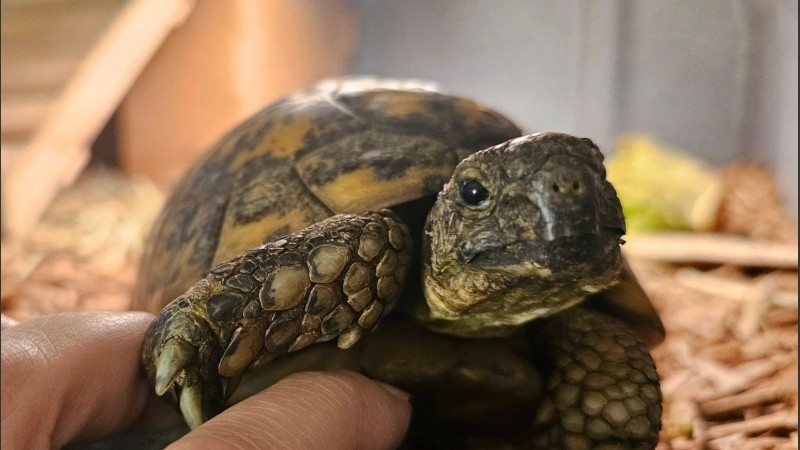 La tortuga había estado viviendo en la naturaleza durante meses.