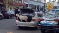 Rescataron un chivito al que llevaban en el baúl de un auto por zona sur: el conductor fue multado y demorado