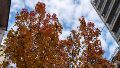 Los liquidambar anuncian la pronta llegada del invierno en rojo.