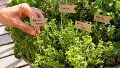 Invitan a un taller de plantas aromáticas en Rosario