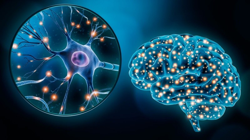 Los hallazgos podrían tener implicaciones en el desarrollo de terapias regenerativas que estimulen la neurogénesis en trastornos degenerativos y psiquiátricos.
