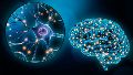 Los hallazgos podrían tener implicaciones en el desarrollo de terapias regenerativas que estimulen la neurogénesis en trastornos degenerativos y psiquiátricos.