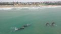 Mar del Plata: aparecieron ballenas a 700 metros de la costa en la zona sur