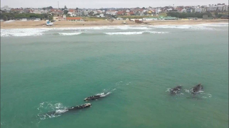 Desde organizaciones ambientalistas y autoridades locales remarcan la importancia de disfrutar estos momentos de forma respetuosa con la fauna marina.