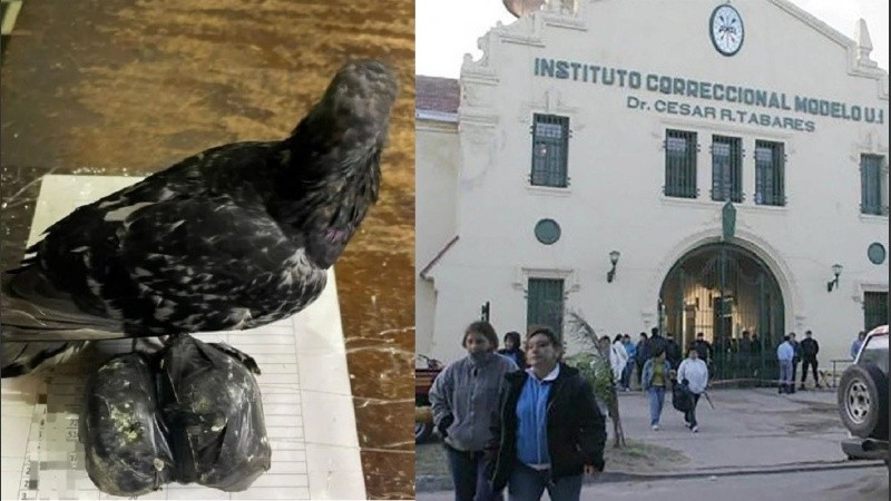 La paloma que se enredó entre cables en inmediaciones a la cárcel, junto a las bolsitas con droga.