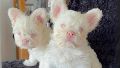 Bulldogs albinos: una tendencia que pone en riesgo la salud de los perros
