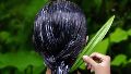 Uno de los comodines de la naturaleza con múltiples beneficios que no solo atañen al cabello.