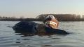 Conmoción en Zárate: apareció una ballena muerta en el río Paraná