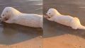 Video: encontraron un pequeño lobo de río albino en un pueblo de Entre Ríos