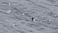 La leyenda de Nessie continúa: un nuevo video reabrió el debate sobre su existencia